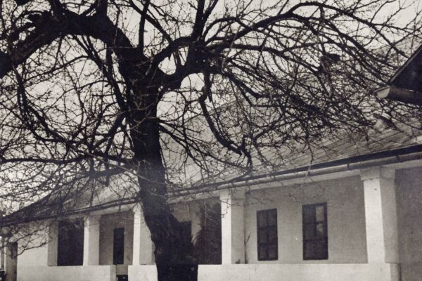 A „Dabas műemléki és városképi vizsgálata” című 1954-ben készített és sokszorosított kézirat