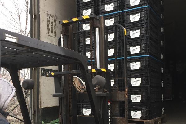 Az Eke Liliom Kertészet üvegházi vágott liliomai