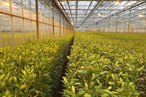 Az Eke Liliom Kertészet üvegházi vágott liliomai