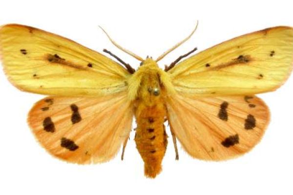 A Metelka-medvelepke