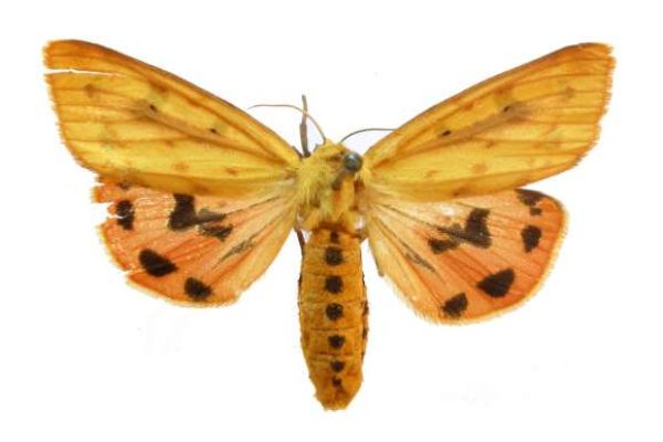 A Metelka-medvelepke