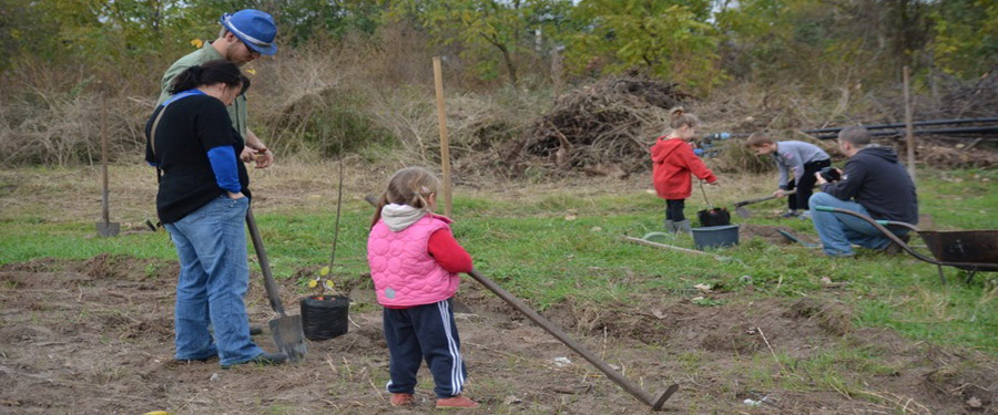 Őshonos gyümölcsfákat ültettünk 