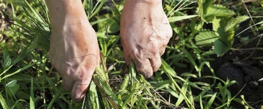 Gaz- és gyommentesítés