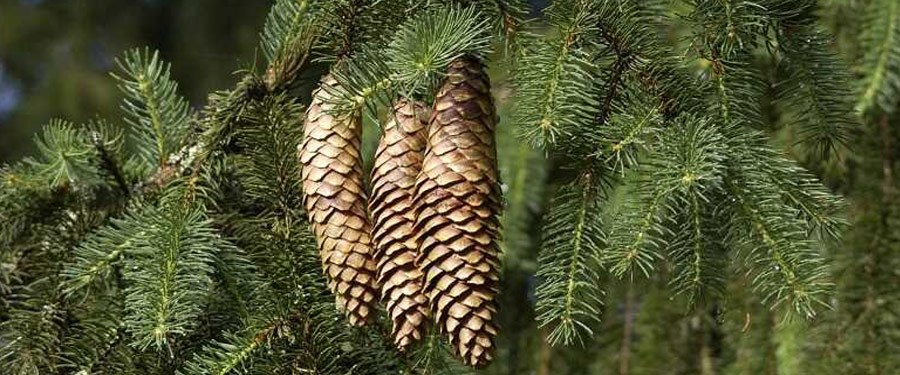 2023-ban felgyorsult a kerti lucfenyők pusztulása hazánkban - kérdőív 