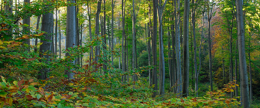 Az erdőről, az erdő védelméről és az erdőgazdálkodásról