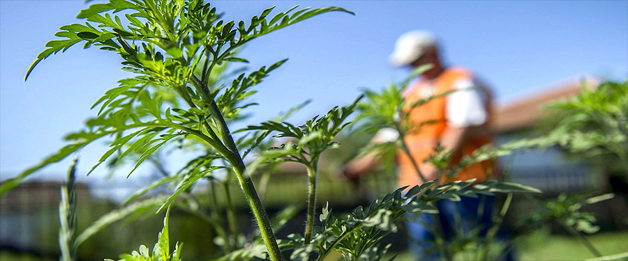 Tájékoztató parlagfű-mentesítéssel kapcsolatban