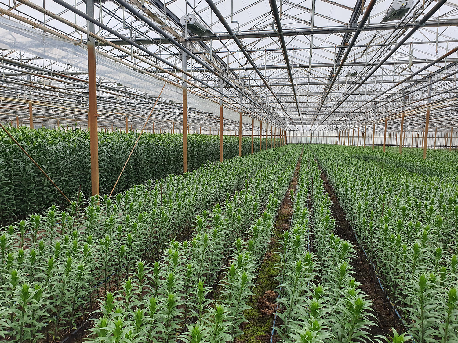 Az Eke Liliom Kertészet üvegházi vágott liliomai