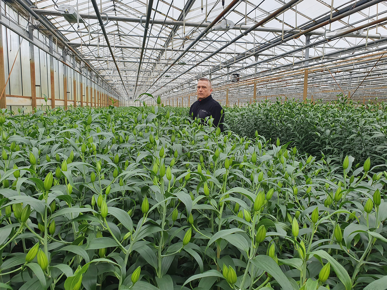 Az Eke Liliom Kertészet üvegházi vágott liliomai