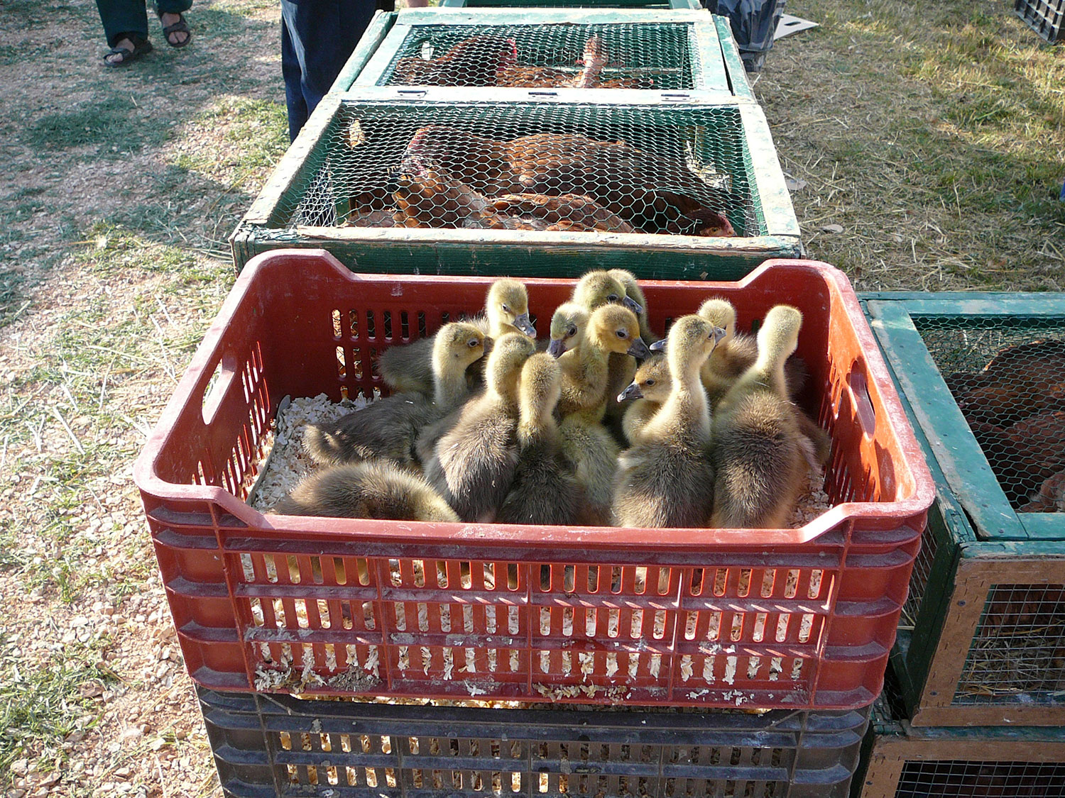 A felsődabasi vásár